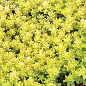 GOLDEN ACRE SEDUM