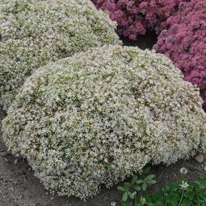 ROCK 'N ROUND™ BUNDLE OF JOY SEDUM