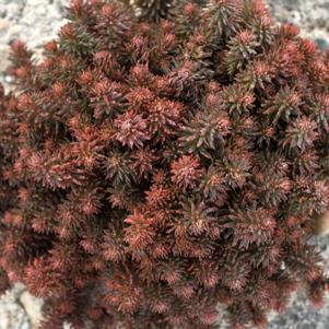 CHOCOLATE BALL SEDUM