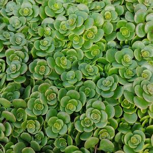 CHINESE SEDUM