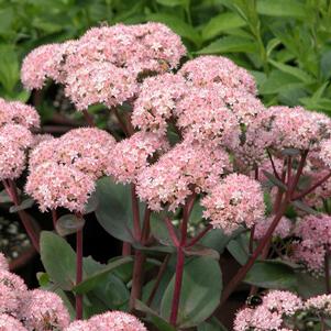 MATRONA SEDUM