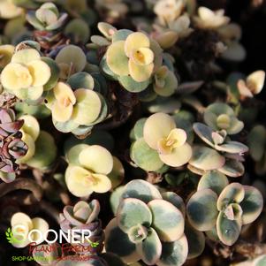 SUNSPARKLER® LIME TWISTER SEDUM