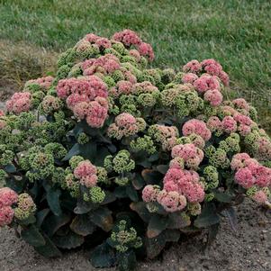 ROCK 'N GROW® CORALJADE SEDUM