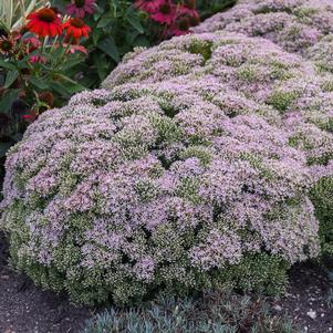 ROCK 'N ROUND™ PURE JOY SEDUM