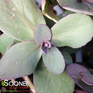 STRAWBERRY MILKSHAKE SEDUM