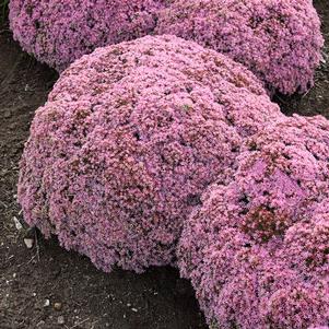 ROCK 'N ROUND™ PRIDE AND JOY SEDUM