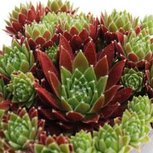 CHICK CHARMS® CINNAMON STARBURST™ HENS & CHICKS