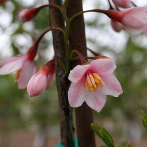 PINK CHIMES JAPANESE SNOWBELL