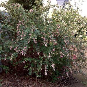 AMETHYST™ CORALBERRY