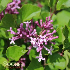 DWARF KOREAN LILAC