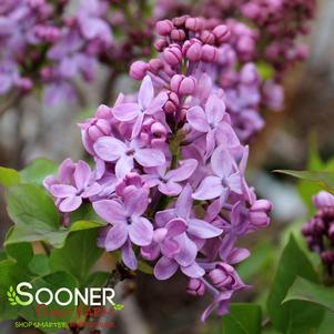 SCENTARA PURA® LILAC