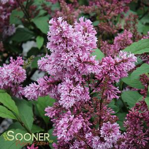 REDWINE LILAC