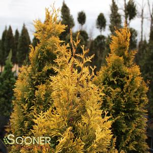 GOLDEN SPIRE ARBORVITAE