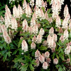 PINK SKYROCKET FOAM FLOWER