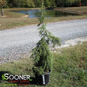 SARGENT'S WEEPING CANADIAN HEMLOCK