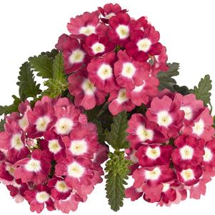 EMPRESS STRAWBERRY VERBENA