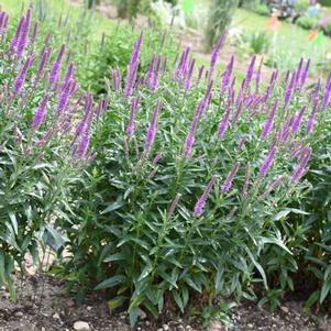 PURPLE LEIA SPEEDWELL