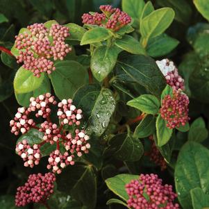 SHADES OF PINK VIBURNUM