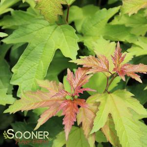 OH CANADA™ CRANBERRY BUSH