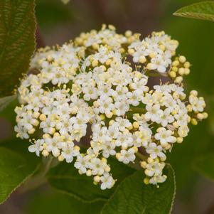 MOHICAN VIBURNUM