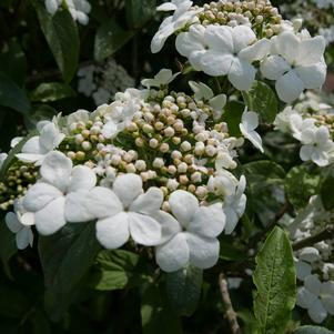 SPRING LACE VIBURNUM