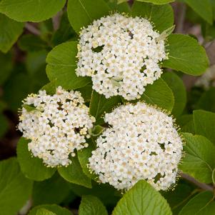 EMERALD TRIUMPH VIBURNUM