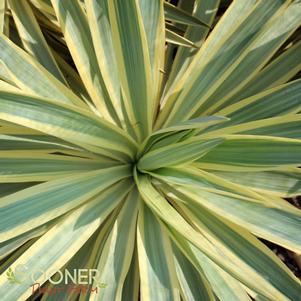 WALBERTON'S® BRIGHT STAR YUCCA