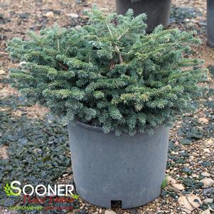 BIRD'S NEST NORWAY SPRUCE