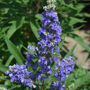 BLUE PUFFBALL™ CHASTE TREE