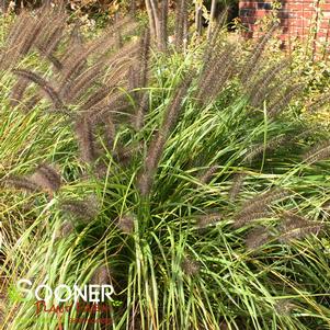 BLACK VIRIDESCENS FOUNTAIN GRASS