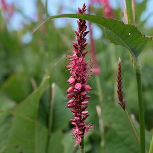 FIRETAIL FLEECE FLOWER