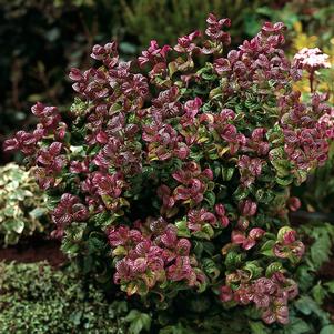 CURLY RED LEUCOTHOE