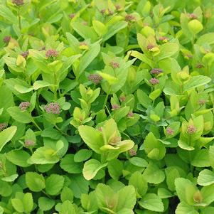 PINK SPARKLER™ BIRCHLEAF SPIRAEA