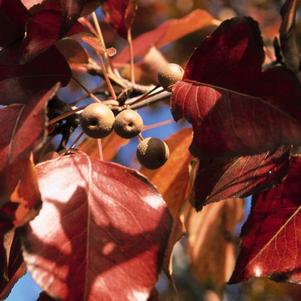 AUTUMN BLAZE ORNAMENTAL PEAR