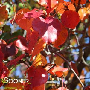 BRADFORD ORNAMENTAL PEAR