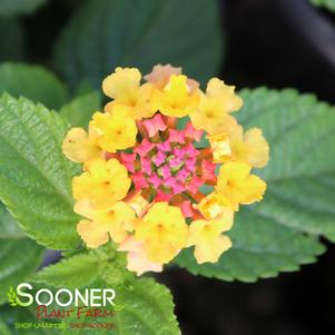 SHAMROCK™ ROSE LANTANA