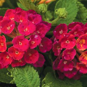 BANDANA CHERRY LANTANA