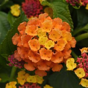 SHAMROCK™ ORANGE FLAME LANTANA