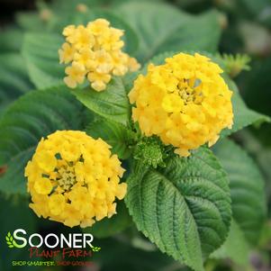 LUCKY™ YELLOW LANTANA