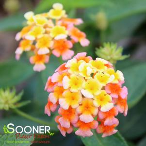 LUCKY™ PEACH LANTANA