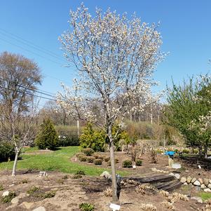 SPRING GLORY® SERVICEBERRY