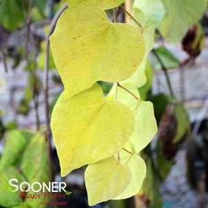 GOLDEN FALLS® WEEPING REDBUD