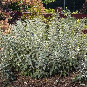 ICEBERG ALLEY® SAGELEAF WILLOW