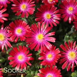 JEWEL OF DESERT GARNET ICE PLANT