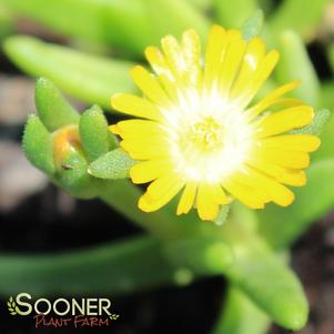 JEWEL OF DESERT PERIDOT ICE PLANT