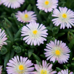 JEWEL OF DESERT ROSEQUARTZ ICE PLANT