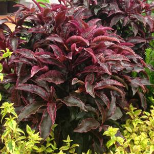 RED HOT EMBERS™ ARDISIA