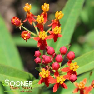 RED BUTTERFLIES MILKWEED