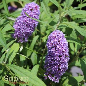 PURPLE EMPEROR™ BUTTERFLY BUSH