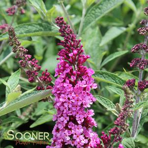 BUZZ® SOFT PINK BUTTERFLY BUSH